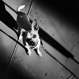 Valg-Aften med Under Afvikling